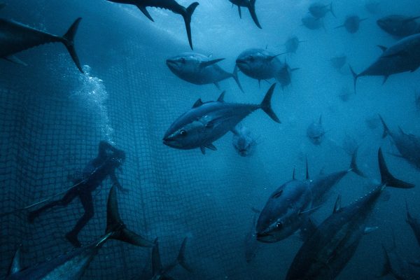 Skipper and diver Mark Taffener slowly surfaces after inspecting the bottom of a Southern bluefin tuna cage owned by the Stehr group. Near Port Lincoln, South Australia.