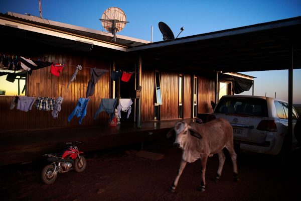 A cow walks past the clothesline at the Yougawalla Station homestead early in the morning.