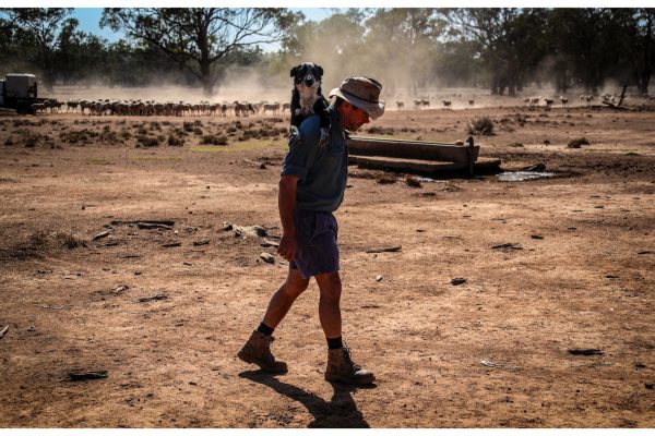 Farmer Richard Gillham carries his exhausted dog on his shoulders as they work to feed the remaining sheep on his drought-affected property, Barber's Lagoon, on the outskirts of the north-western New South Wales town of Boggabri, on October 4, 2019. Gillham, a sixth-generation sheep farmer, has been buying feed at $1000 per day for more than two years to keep his stock alive.